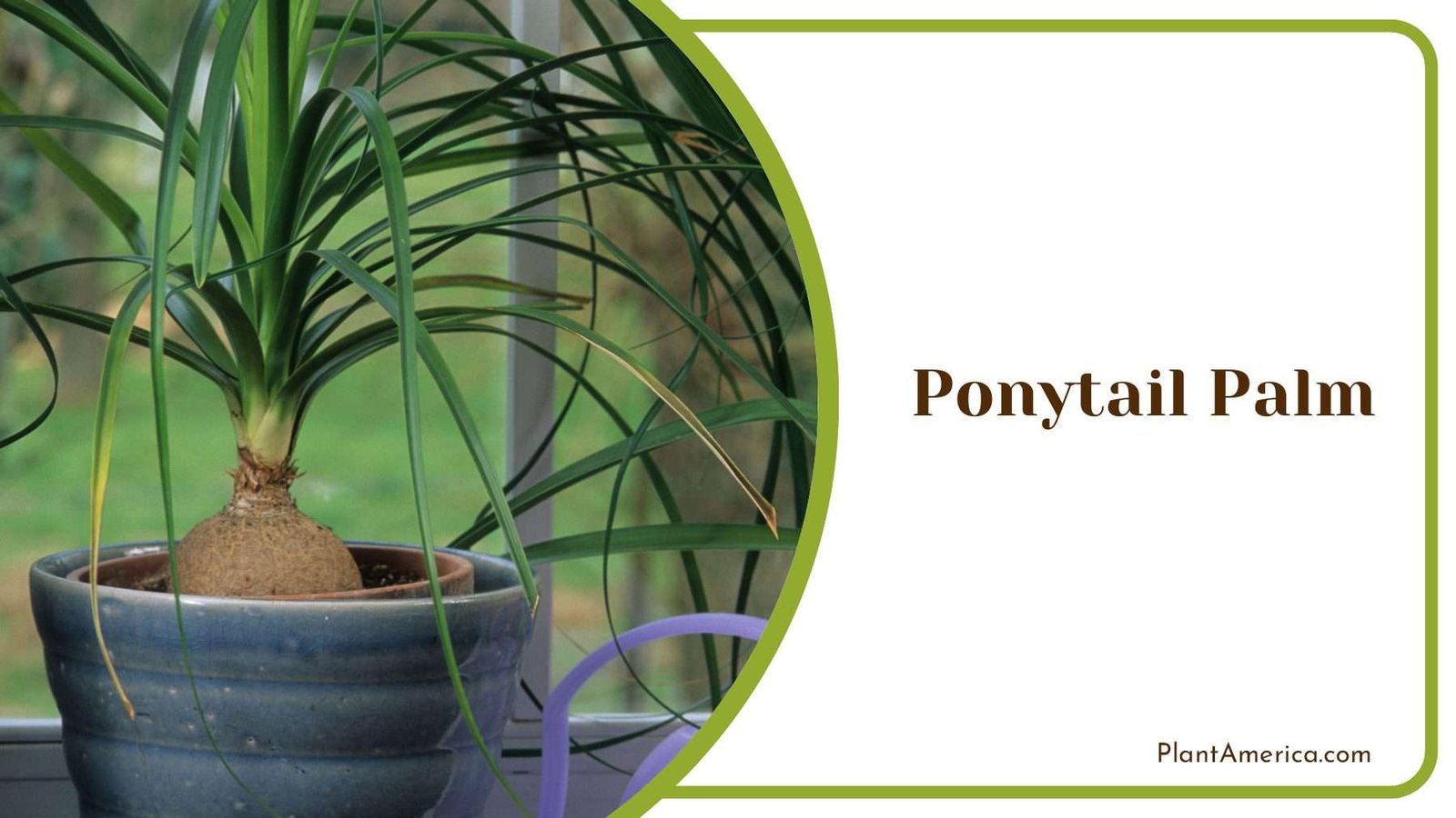Ponytail Palm As Home Decoration Plant America