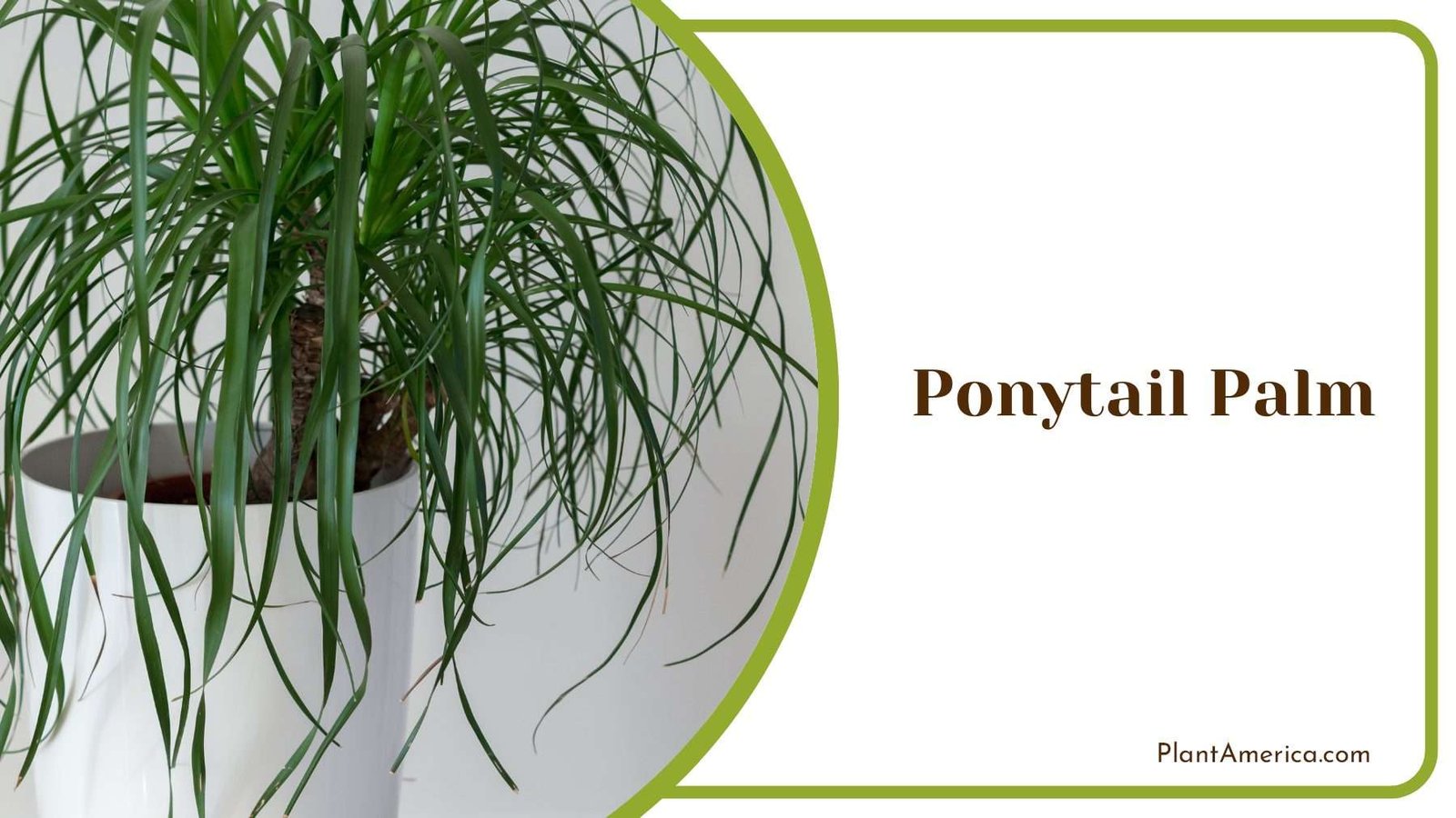 Ponytail Palm Indoor Plant Plant America