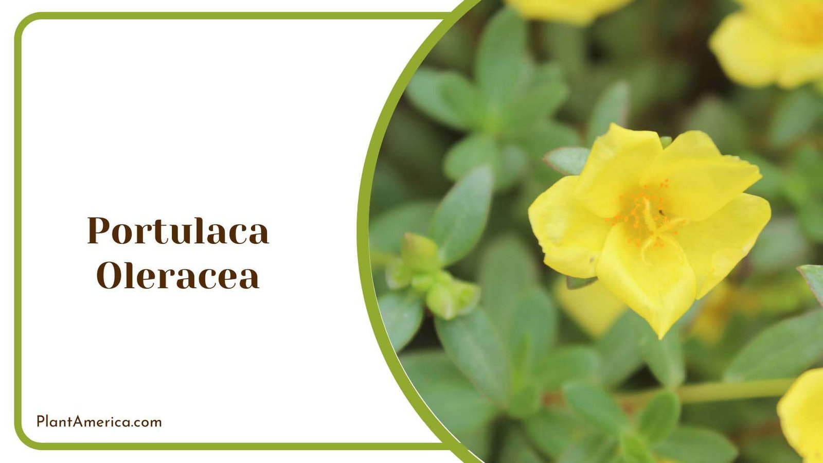 Portulaca Oleracea Plant America
