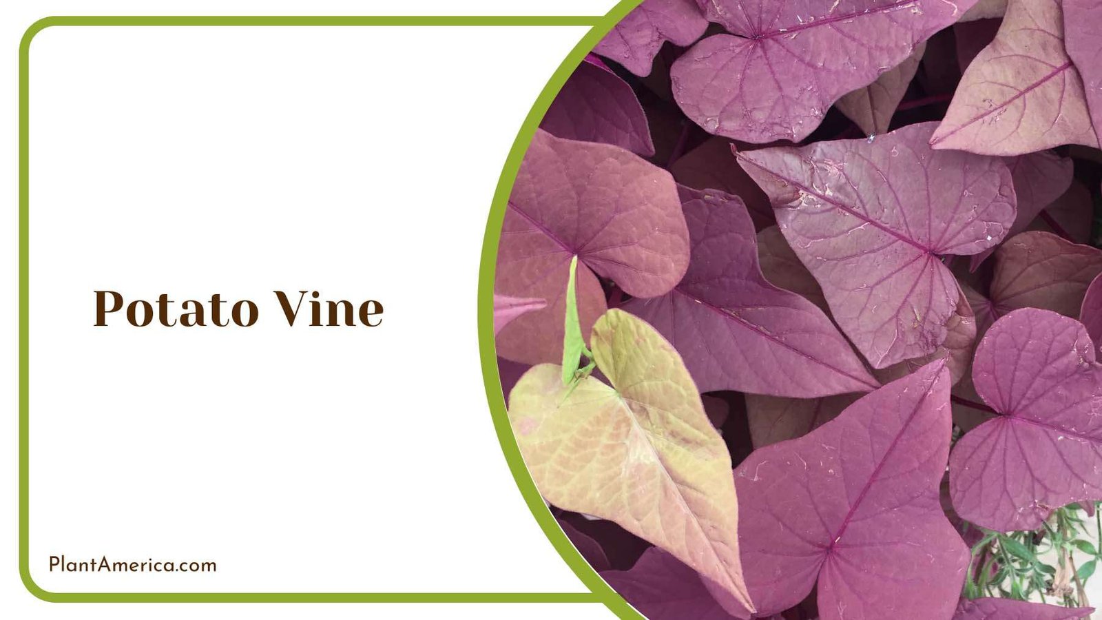 Potato Vine Ground Covers Plant America