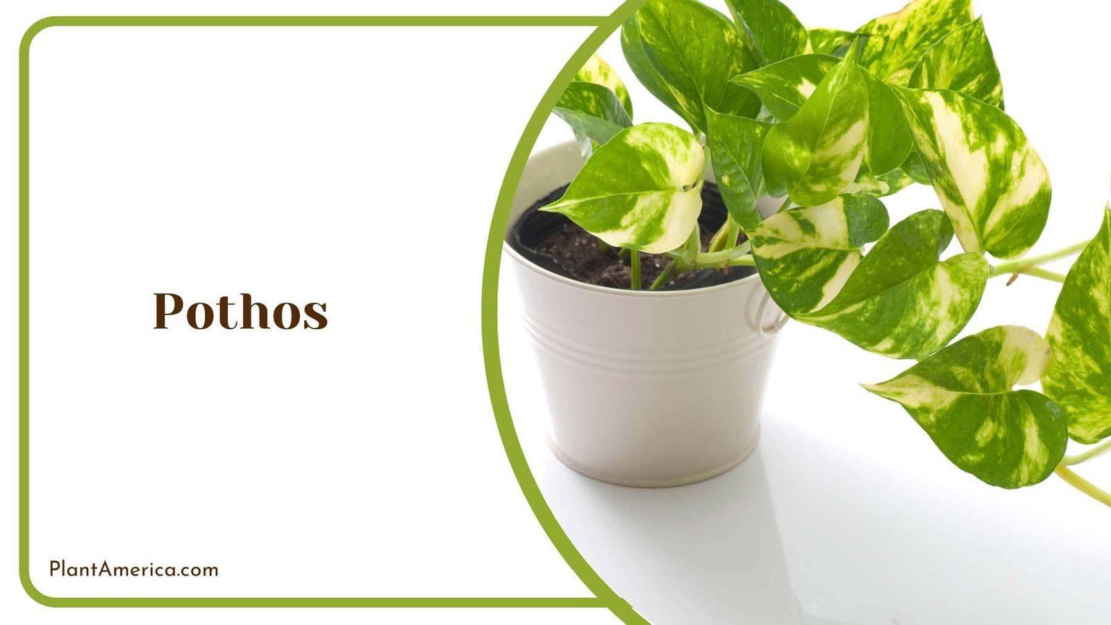 Pothos Indoor Plant Plant America