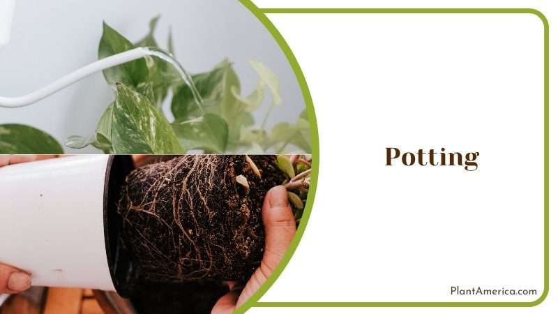 Potting White Knight Philodendron Plant America Potting White Knight Philodendron Plant America