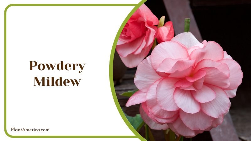 Powdery Mildew Problem on Double begonia ~ PlantAmerica Powdery Mildew Problem on Double begonia ~ PlantAmerica