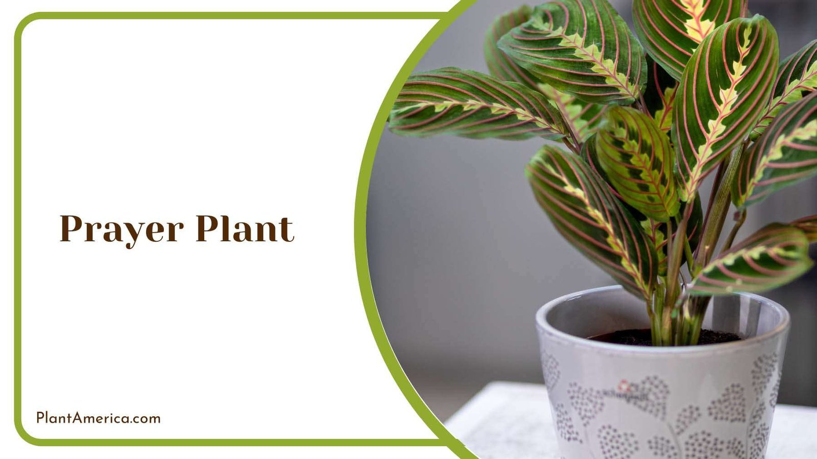 Prayer Indoor Plant Plant America 1