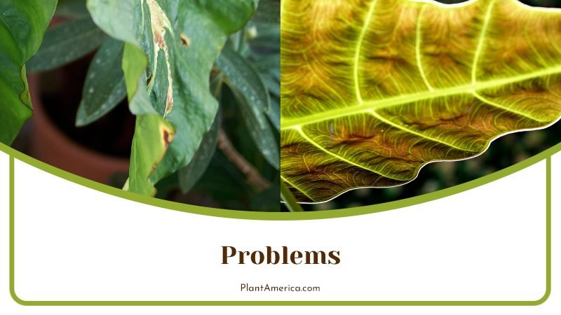 Problems of Alocasia ~ PlantAmerica Problems of Alocasia ~ PlantAmerica