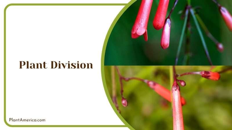 Problems of Firecracker Plant Plant America