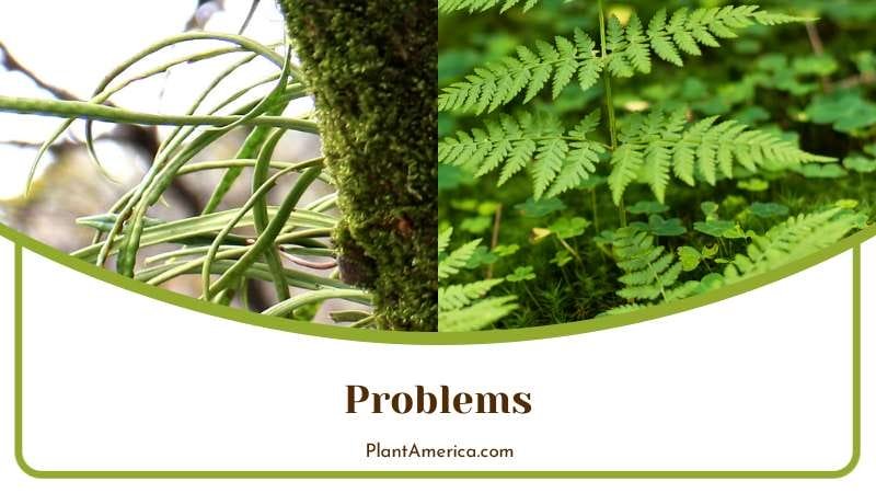 Problems of Kangaroo Fern Plant America Problems of Kangaroo Fern Plant America