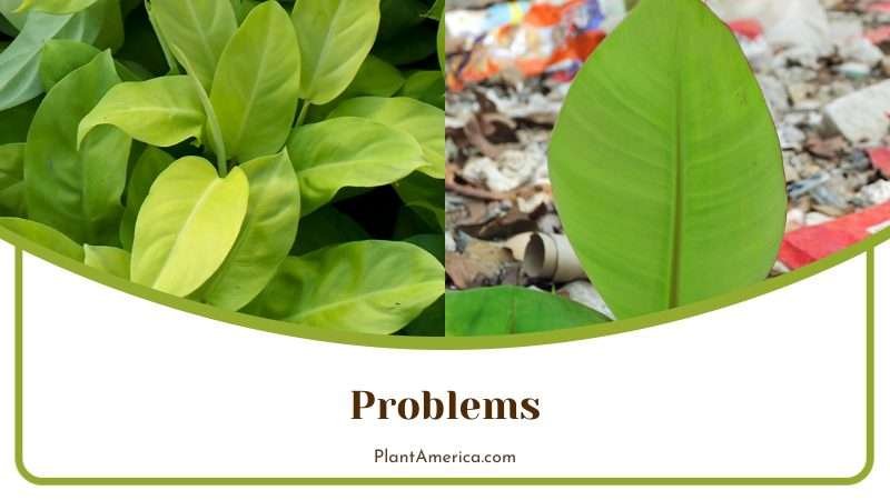 Problems of Philodendron Plowmanii Plant America