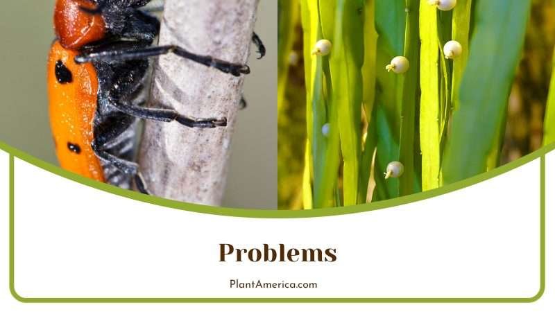 Problems of Rhipsalis Paradoxa Plant America
