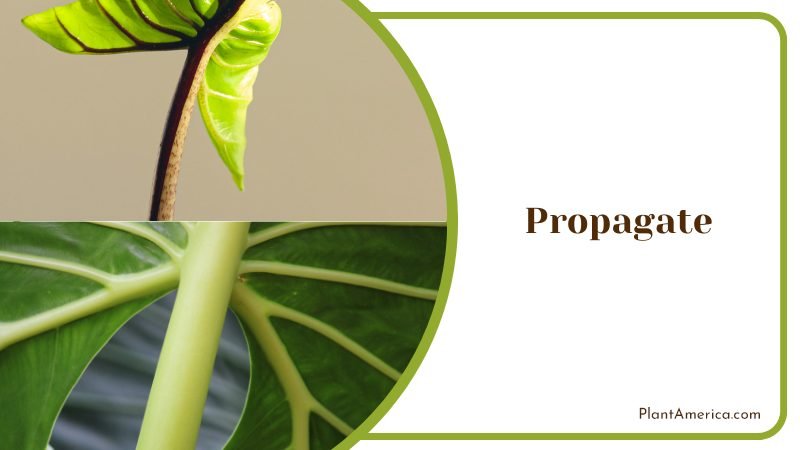 Propagating Alocasia in the Water ~ PlantAmerica