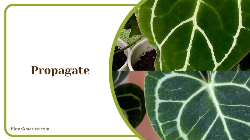 Propagation Methods for Crystal Anthurium ~ PlantAmerica