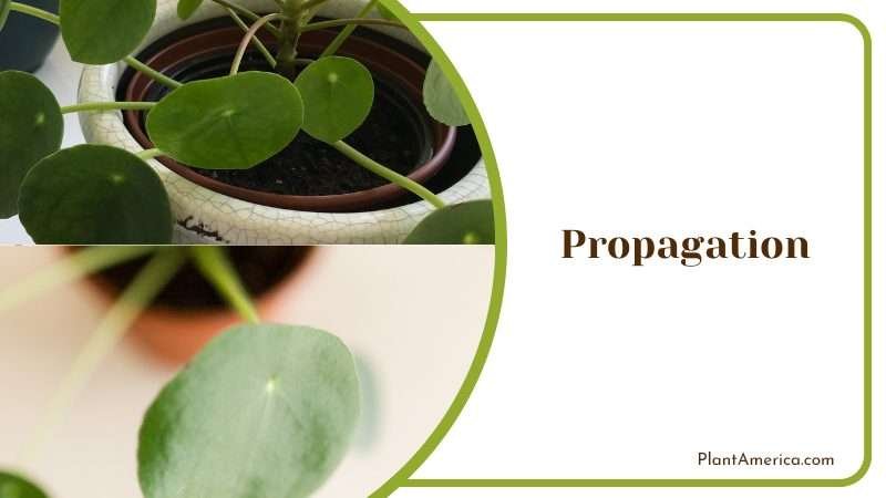 Propagation Methods of Pilea Microphylla Plant America Propagation Methods of Pilea Microphylla Plant America