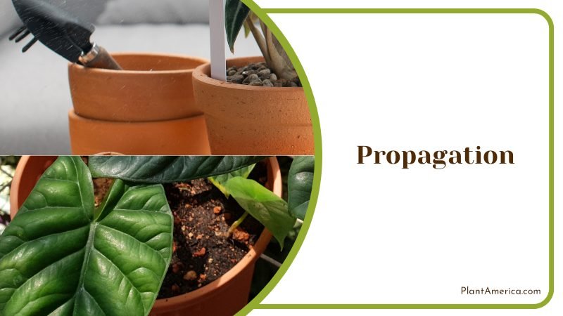 Propagation of Alocasia ~ PlantAmerica Propagation of Alocasia ~ PlantAmerica