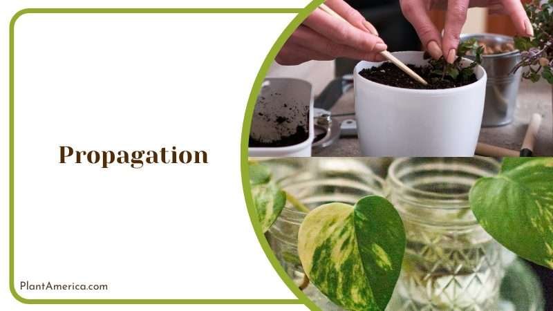 Propagation of Philodendron Plowmanii Plant America