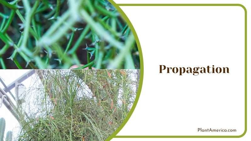 Propagation of Rhipsalis During Summer Plant America