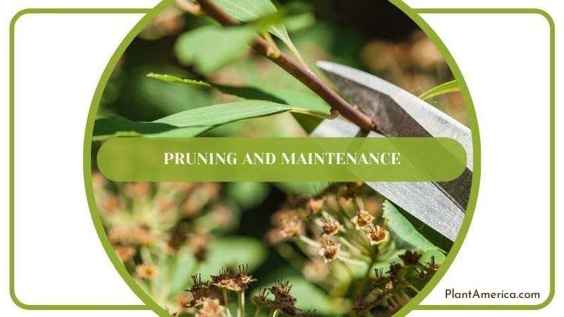 Pruning Care for Peperomia Hope PlantAmerica