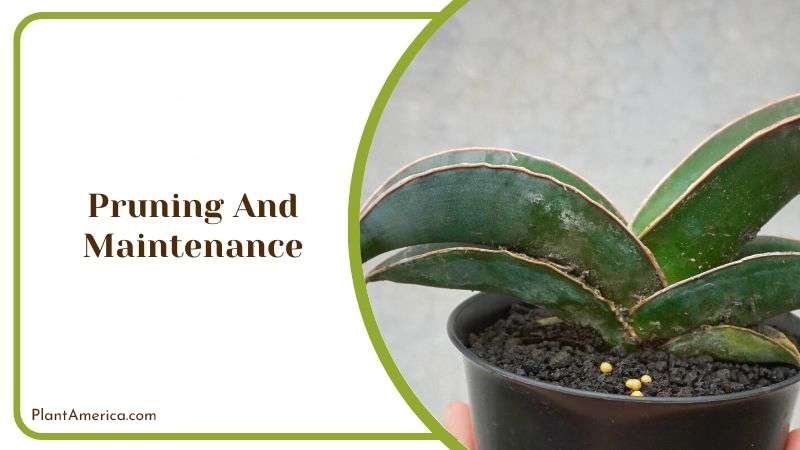 Pruning Care for Sansevieria Starfish PlantAmerica Pruning Care for Sansevieria Starfish PlantAmerica