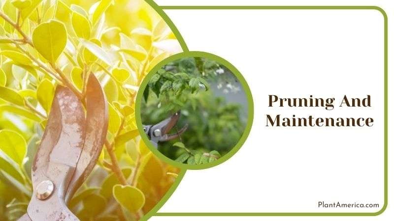 Pruning Care for Yucca Elephantipes Plant America