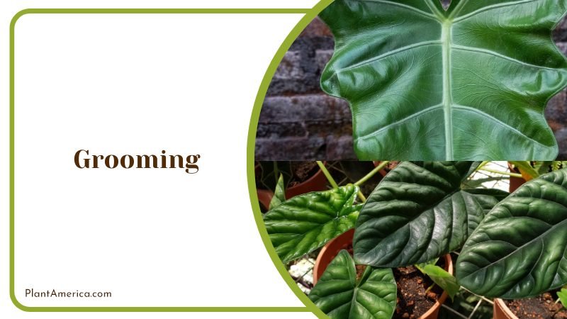 Pruning Off Yellowing Leaves of Alocasia Plant ~ PlantAmerica