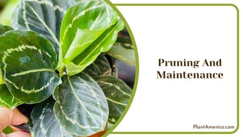 Pruning and Maintenance Guide For Calathea ~ PlantAmerica Pruning and Maintenance Guide For Calathea ~ PlantAmerica