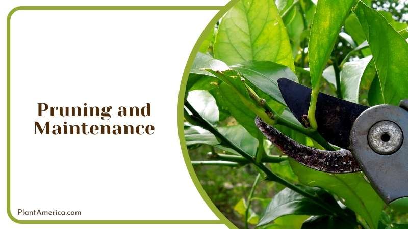 Prunning and Maintening the Plant Plant America 1