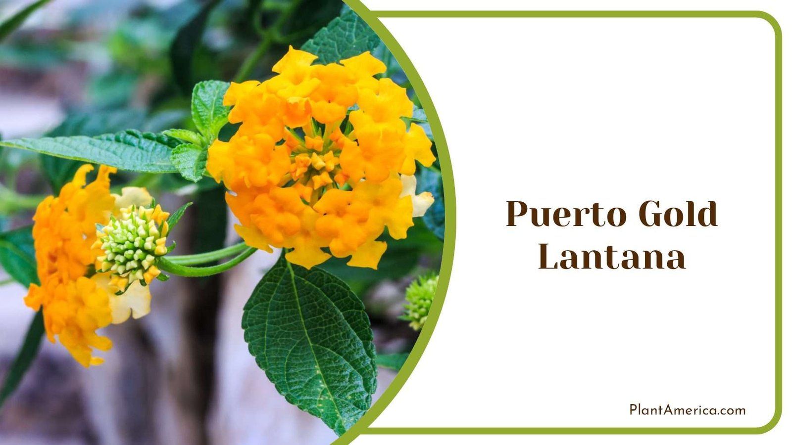Puerto Gold Lantana Green Leaves Plant America