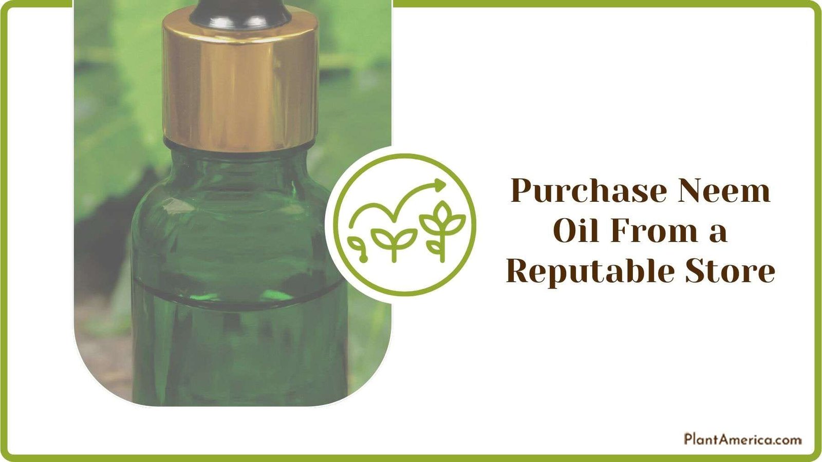 Purchasing Neem Oil From a Reputable Store Plant America