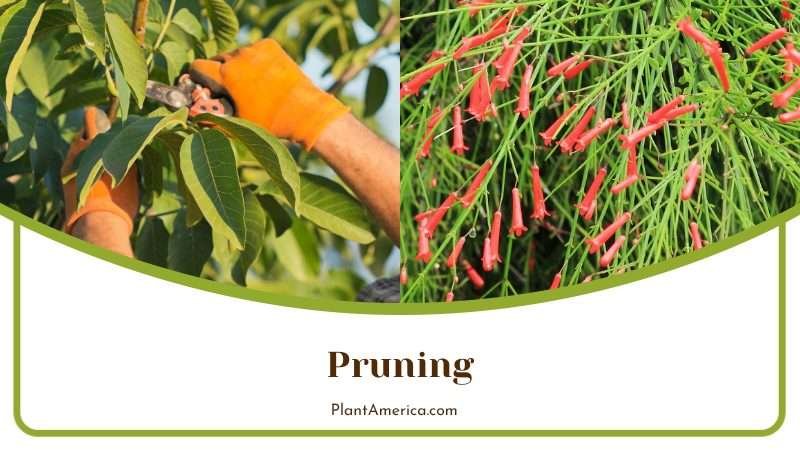 Purning Firecracker Plant to Control Size Plant America