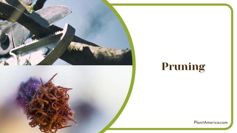 Purning Fuzzy Purple Leaves Plant America Purning Fuzzy Purple Leaves Plant America