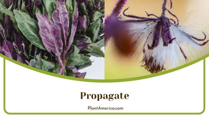 Purple Passion Plant Propagation Plant America Purple Passion Plant Propagation Plant America