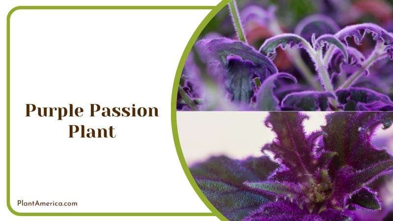 Purple Passion Plant Tips and Tricks Plant America Purple Passion Plant Tips and Tricks Plant America
