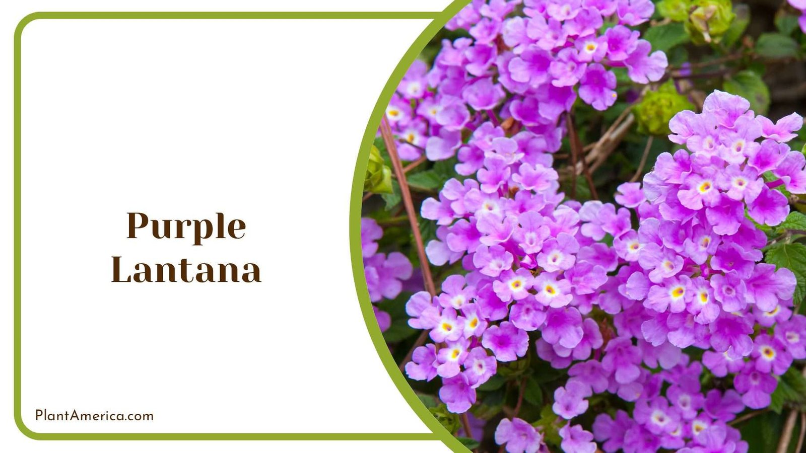 Purple Tiny Flowers Lantana Plant America