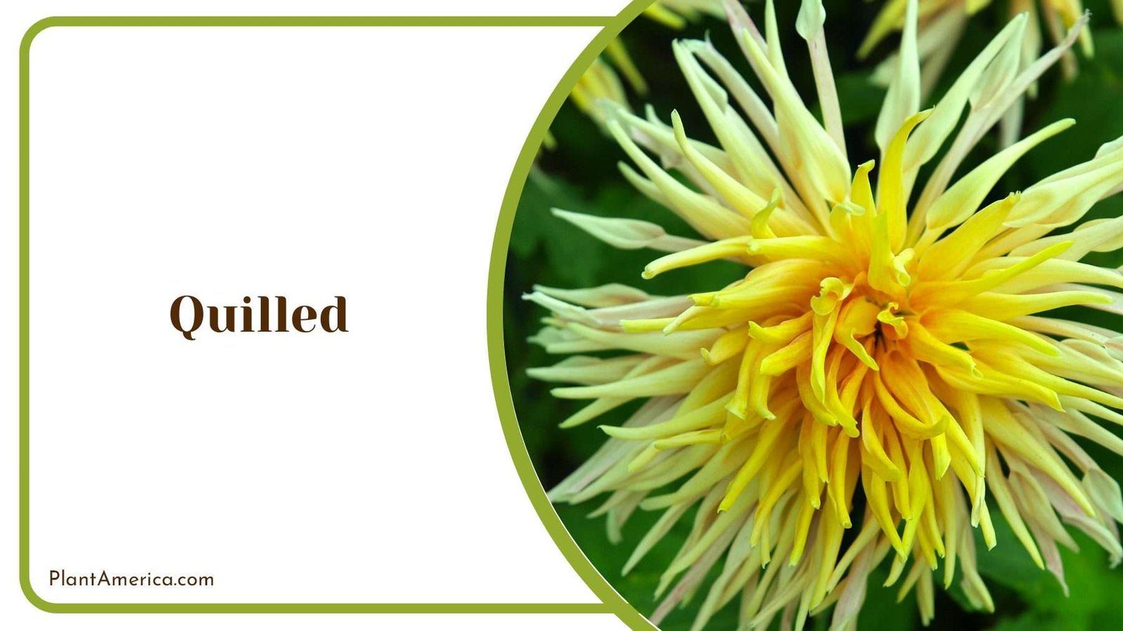 Quilled Tiny Yellow Chrysanthemum PlantAmerica