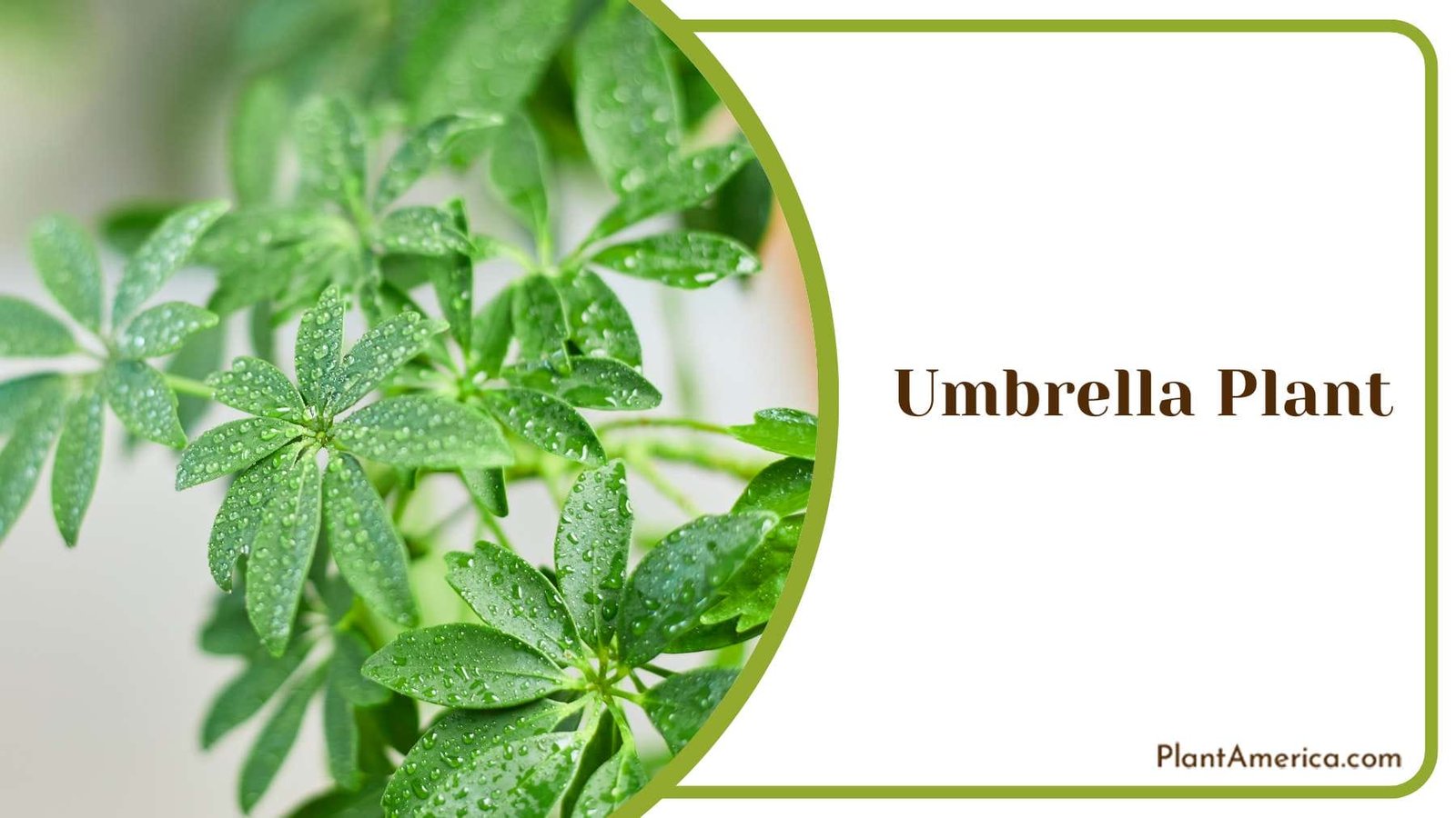 Raining Umbrella Plant Plant America