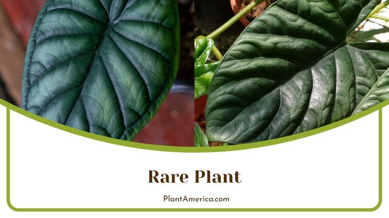 Rare Plant Alocasia Black ~ PlantAmerica