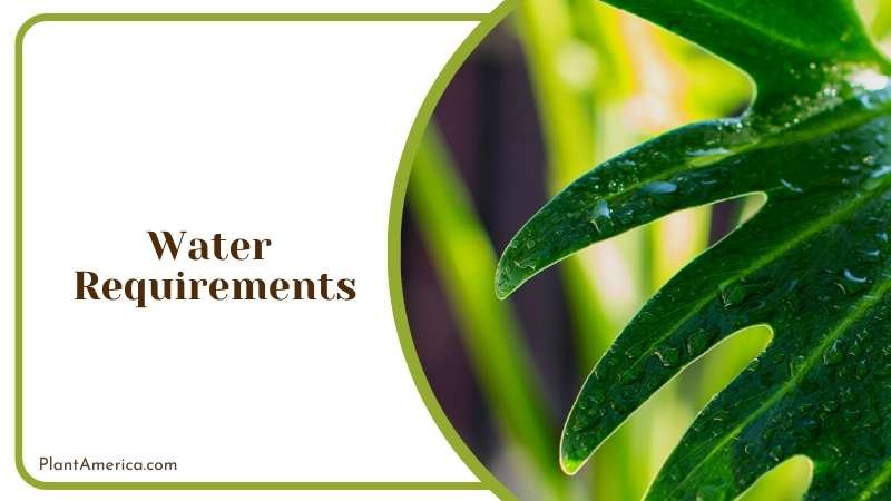 Rare and Unusual Houseplant Plant America