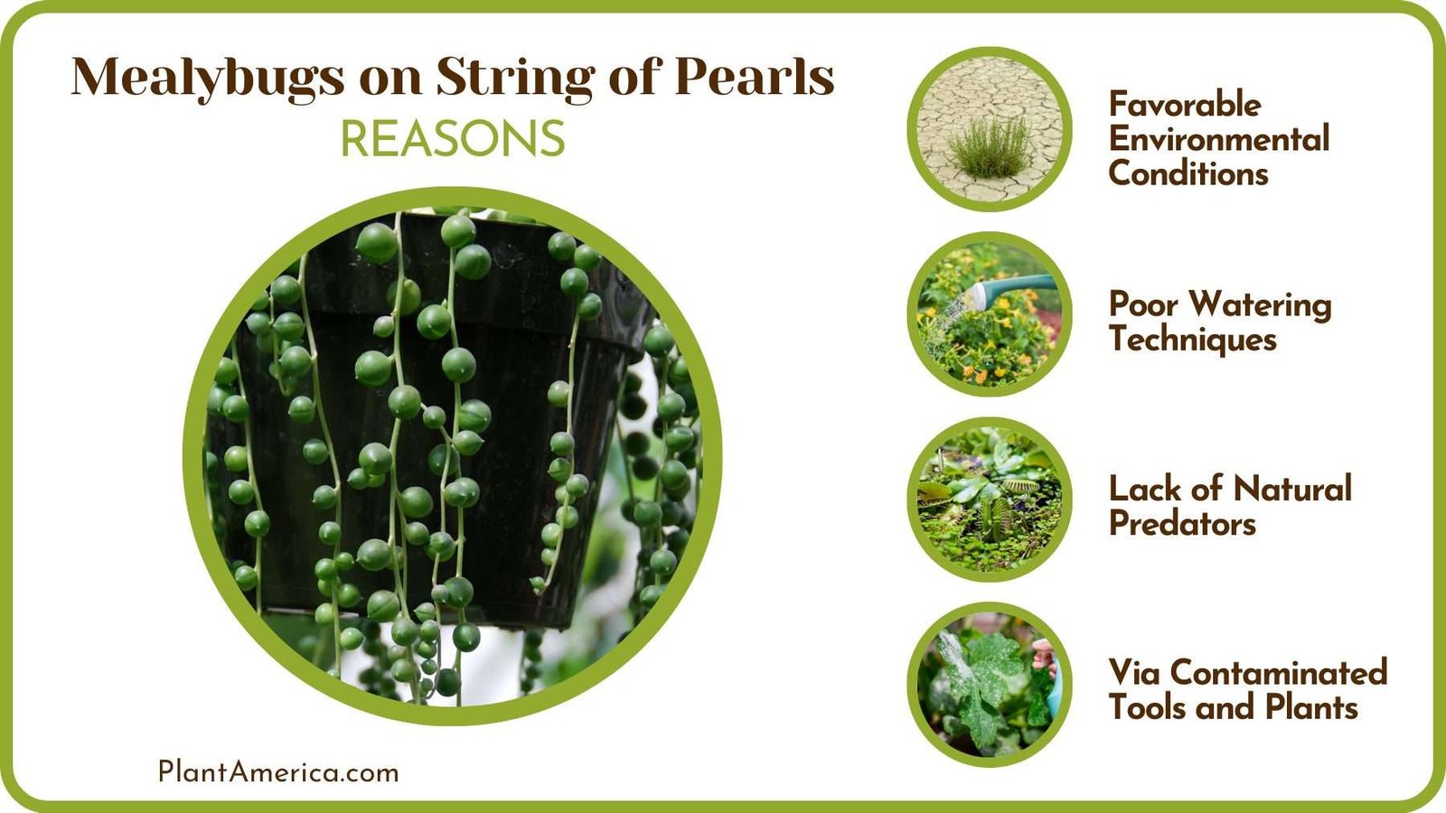 Reasons Behind Mealybugs Plant America