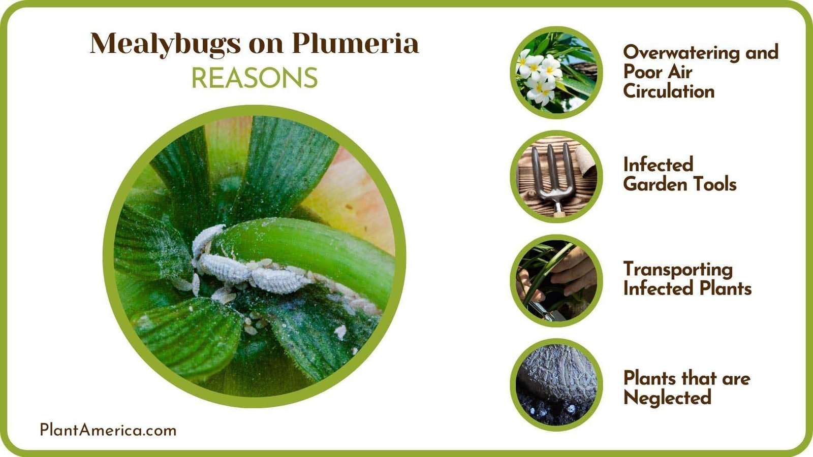 Reasons of Mealybugs on Plumeria Plant America