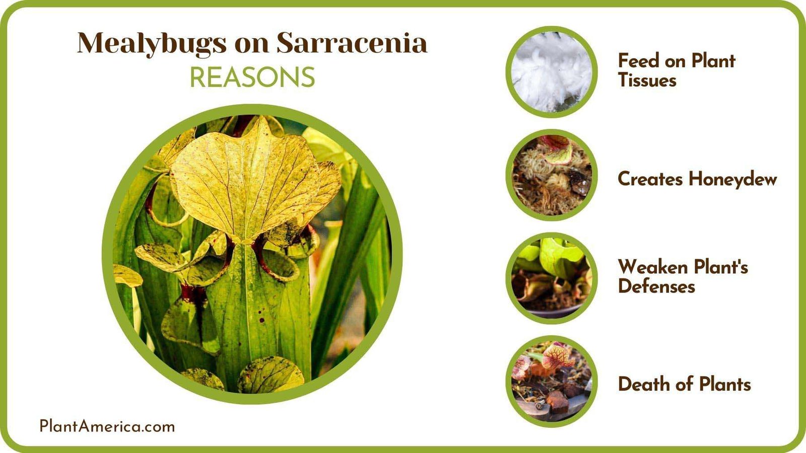 Reasons of Mealybugs on Sarracenia Plant America