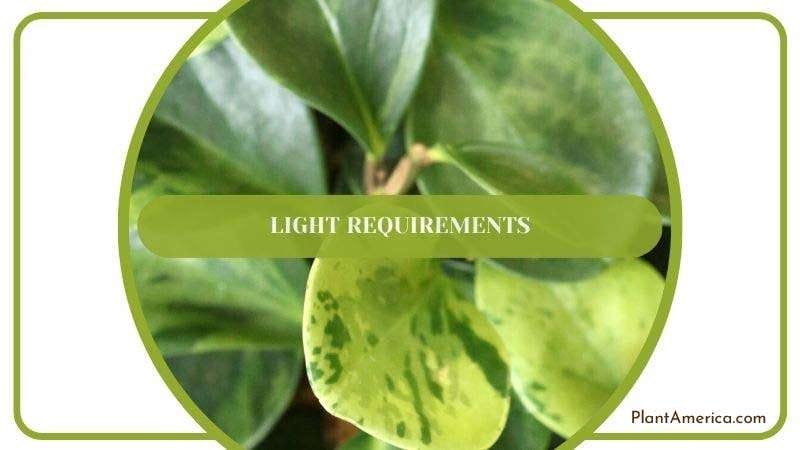Recommended Bright Light for Peperomia PlantAmerica