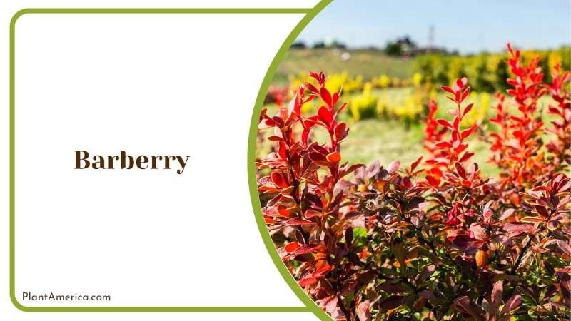 Red Barberry Bushes Plant America
