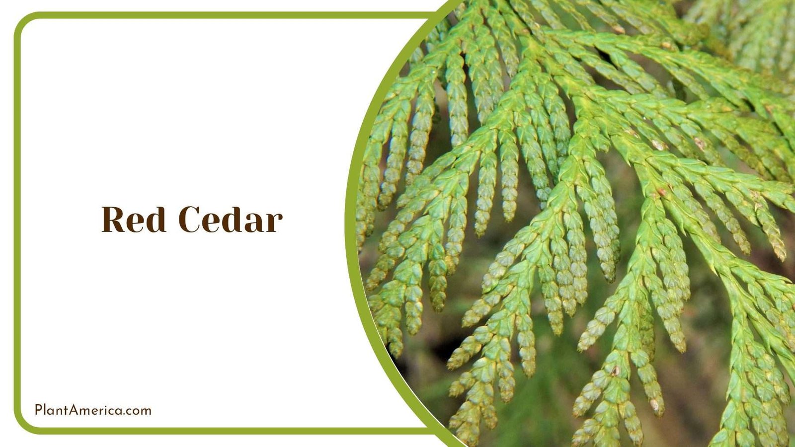 Red Cedar Tree PlantAmerica
