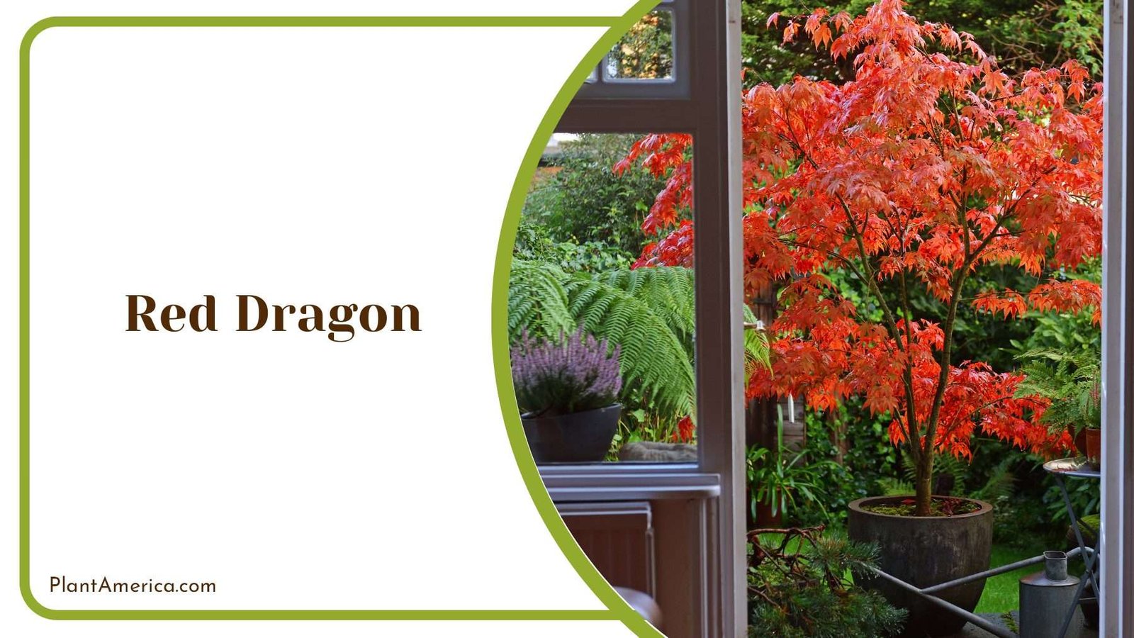 Red Dragon Tree In A Pot PlantAmerica