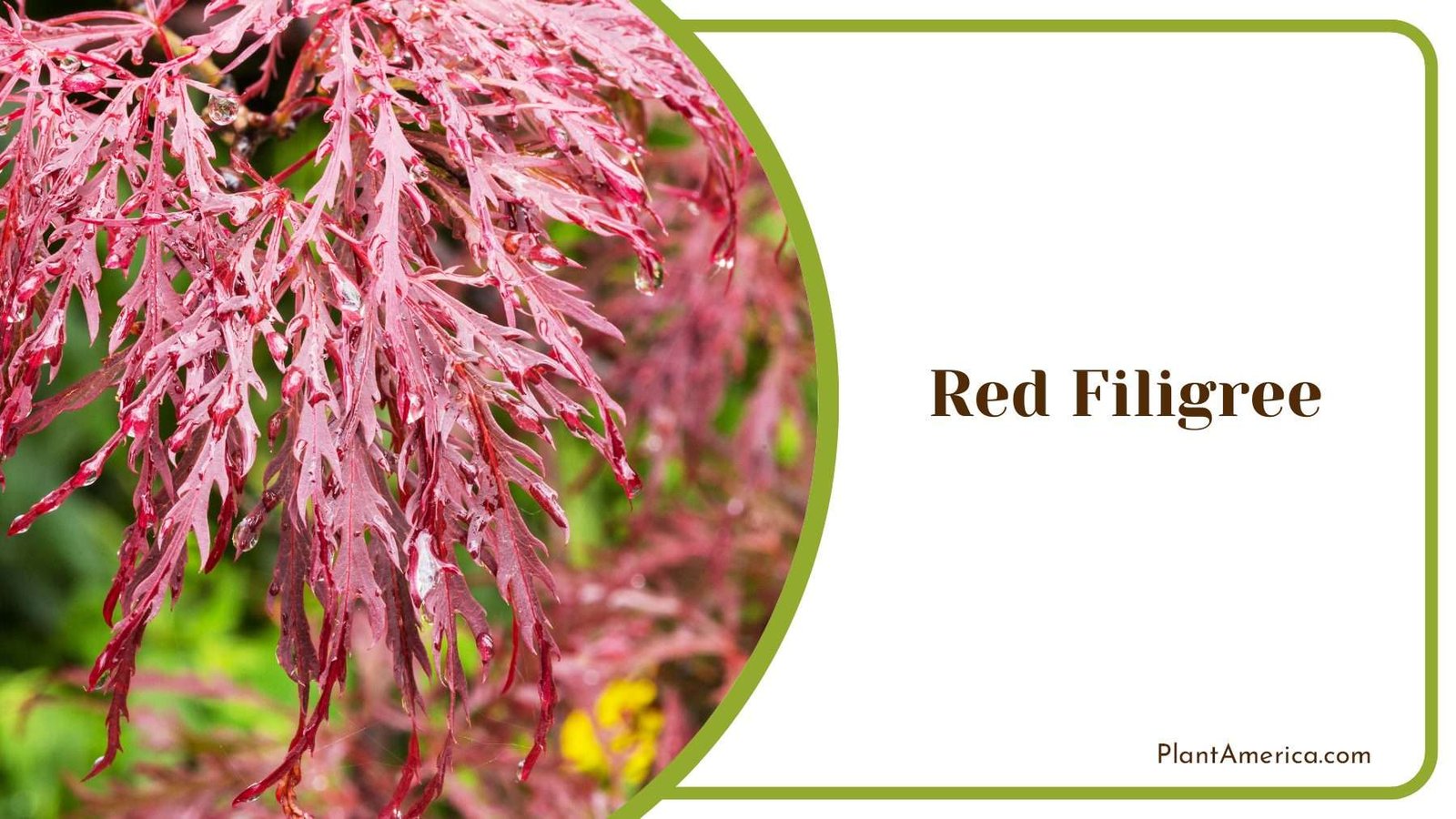 Red Filigree Tiny Leaves PlantAmerica