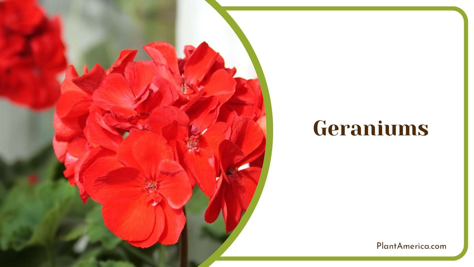Red Geranium Flowers Plant America