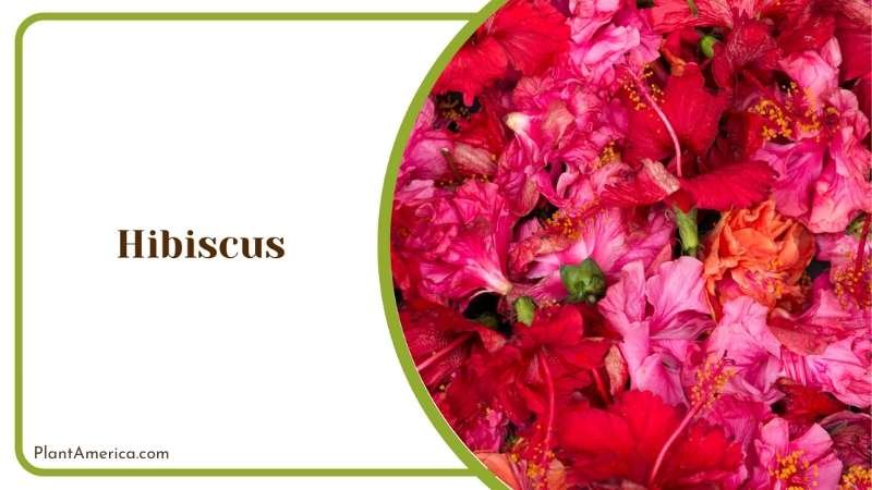 Red Hibiscus Bushes Plant America