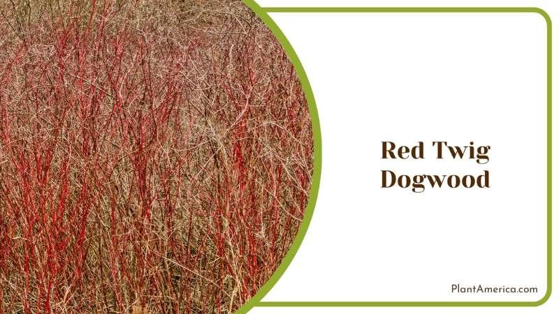 Red Twig Dogwood Bushes Plant America