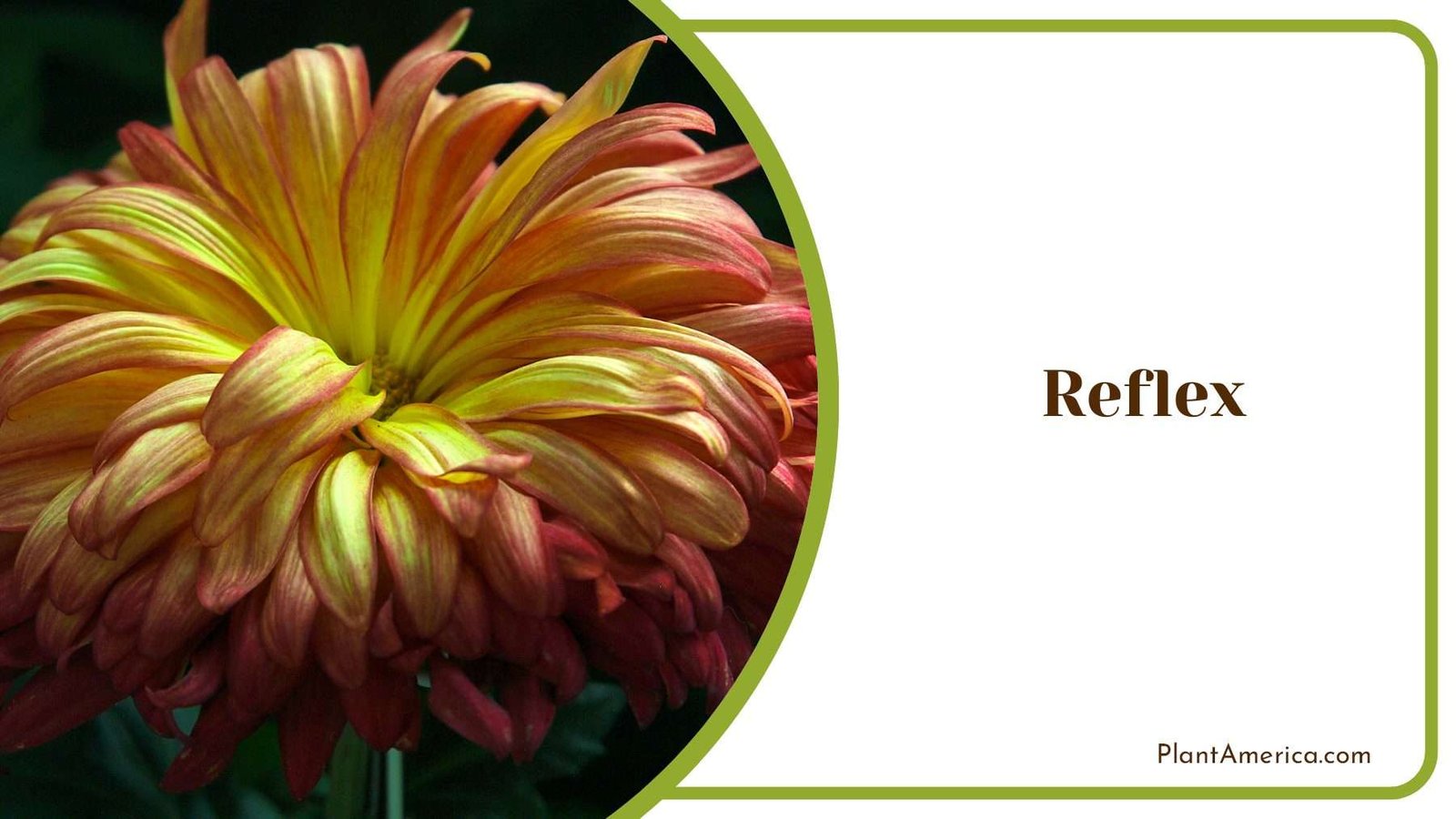 Reflex Chrysanthemum PlantAmerica