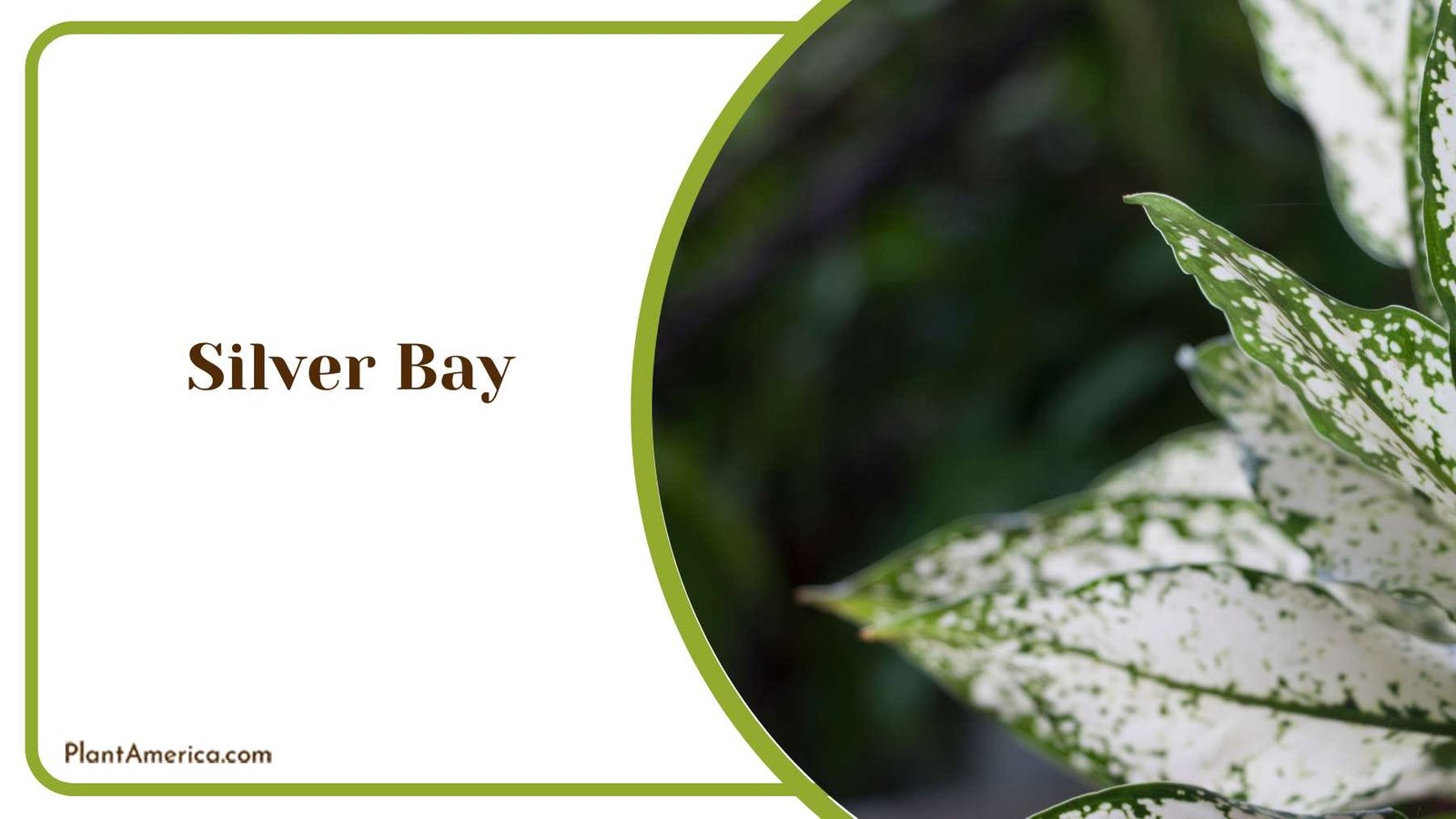 Relaxation And Serenity At Silver Bay PlantAmerica