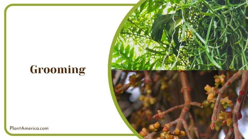 Remove Dead Leaves of Rhipsalis Paradoxa Plant America